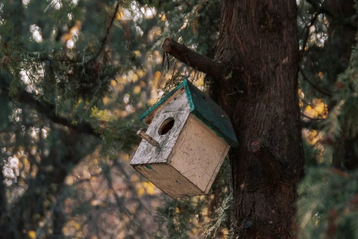 Weathered nest box leaning on its tree mounting