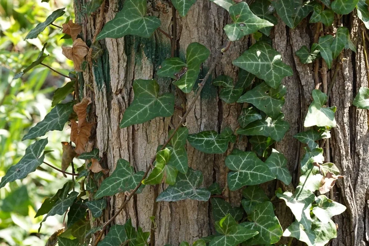 Ivy leaves climbing a textured tree trunk