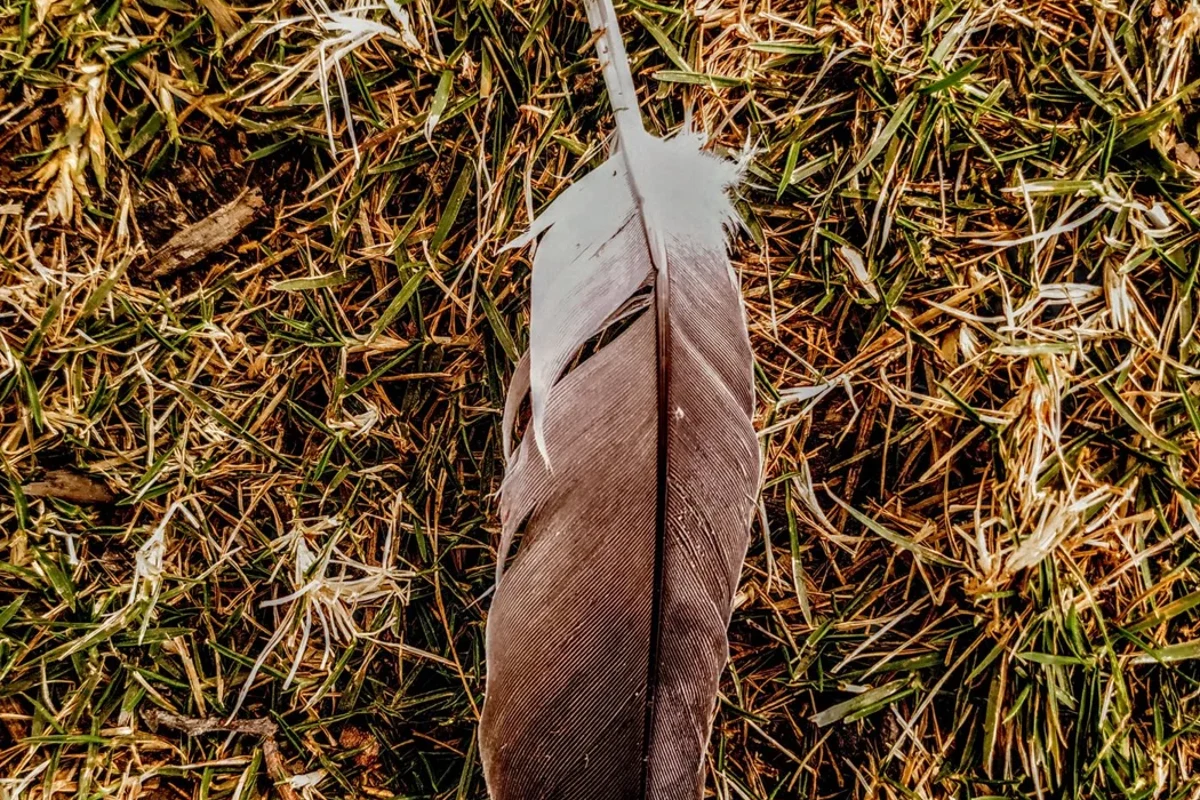 Shed bird feather resting on grass