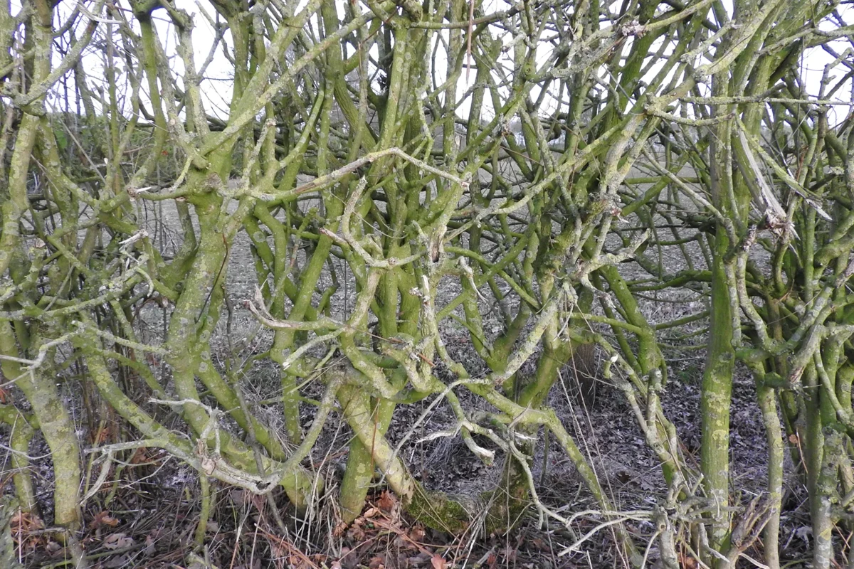 Mixed woody hedgerow along an English field