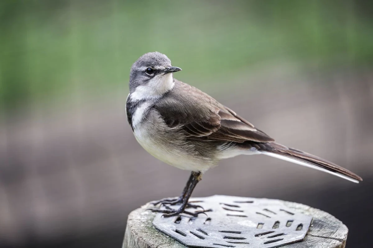 Wagtail perched on a post