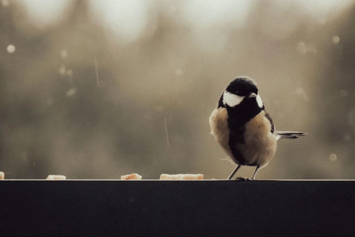 Great tit perched in rainy weather