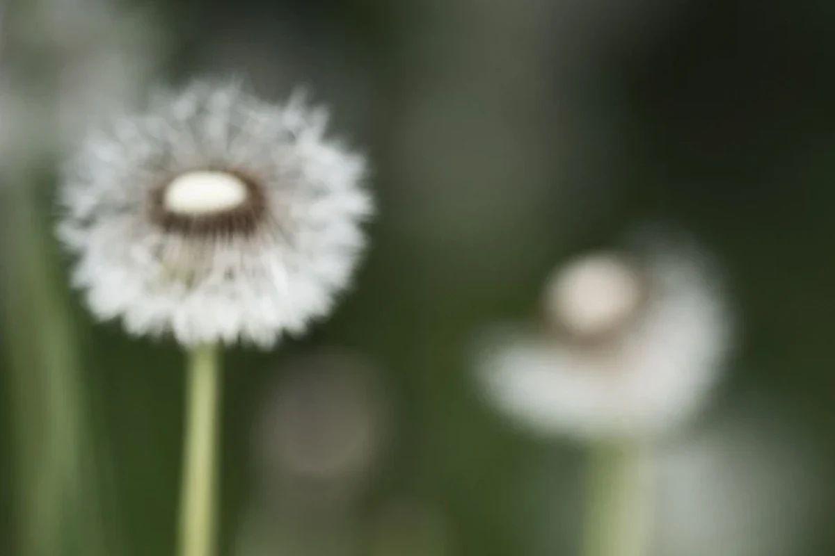 Dandelion seed heads left standing