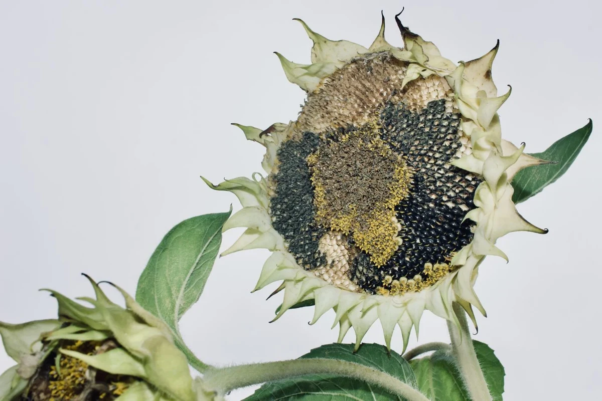 Mature sunflower head with developing seeds