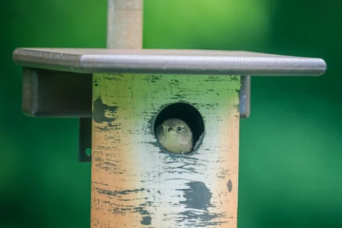 Small bird looking out of a nest-box entrance