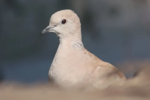 Eurasian collared dove perched outdoors