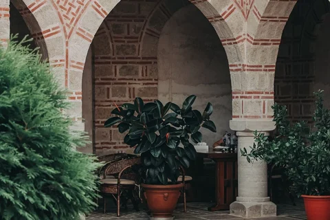 Potted greenery in a paved courtyard