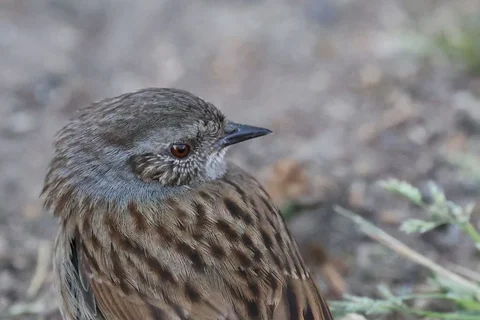 Dunnock on a woodland floor