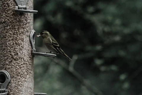 Two small birds visiting a tube feeder