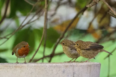 European robin and young birds beside a birdbath