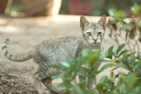 Cat exploring low cover in a garden