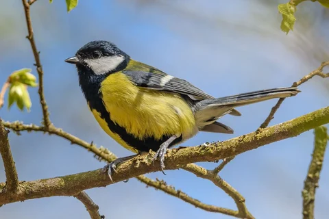 Great tit perched on a bare branch