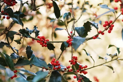 Holly with red berries and evergreen leaves