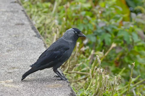 Jackdaw on a wall with pale eyes visible