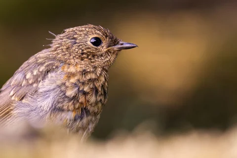 Juvenile European robin with speckled plumage