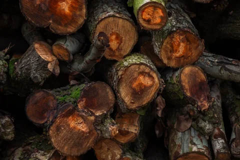 Old logs with moss between the bark