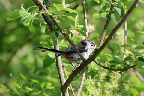 Long-tailed tit among green leaves