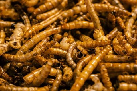 Close view of mealworms