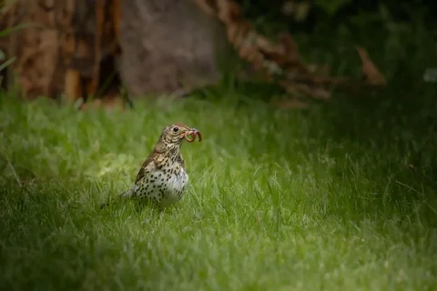 Mistle thrush holding a worm on grass