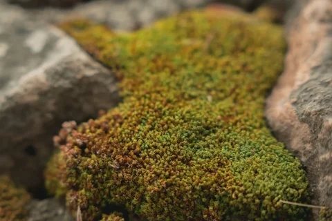Natural moss growing outside for birds to gather