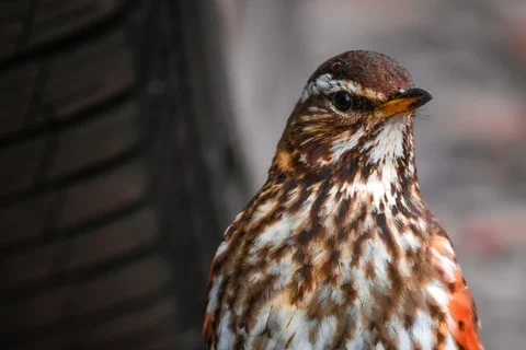 Redwing showing its pale eyebrow and spotted breast