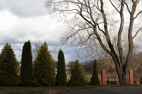 Bare branches and garden shrubs in the quiet winter season