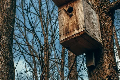 Timber nest box fixed beside a tree trunk