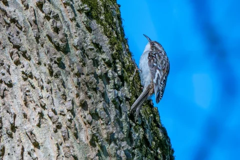 Treecreeper climbing a tree trunk