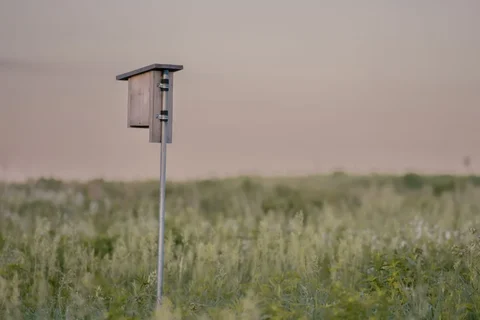 Unoccupied-looking nest box overlooking a field