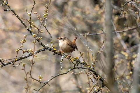 Eurasian wren on a budding branch